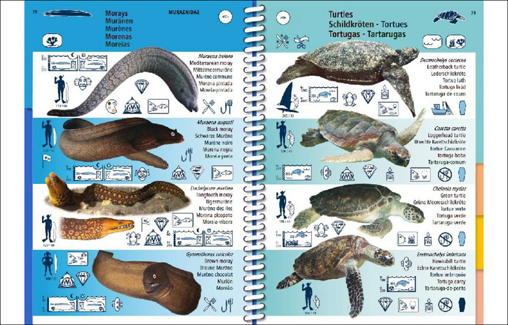 MARINE PICTOLIFE. MACARONESIA 3