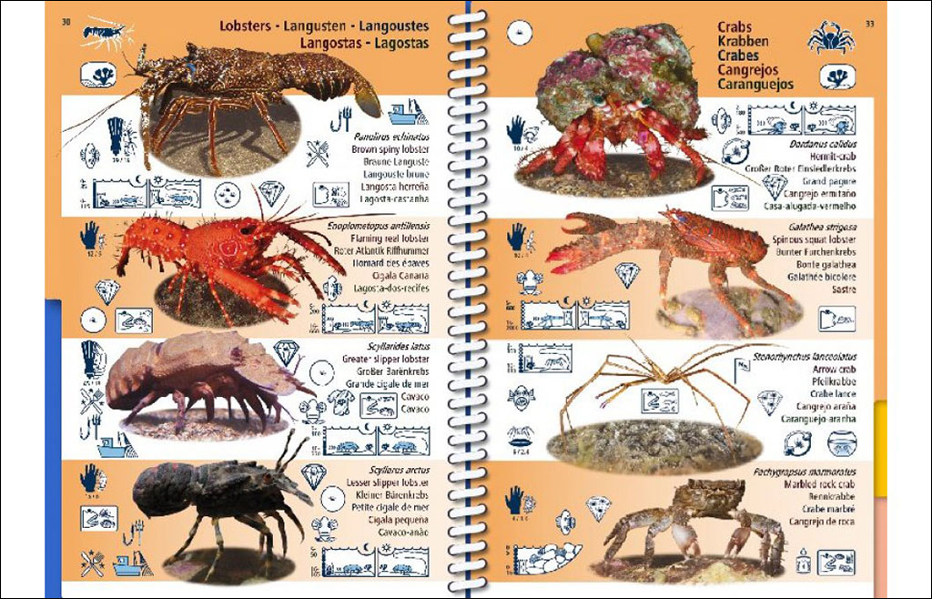 MARINE PICTOLIFE. MACARONESIA 4