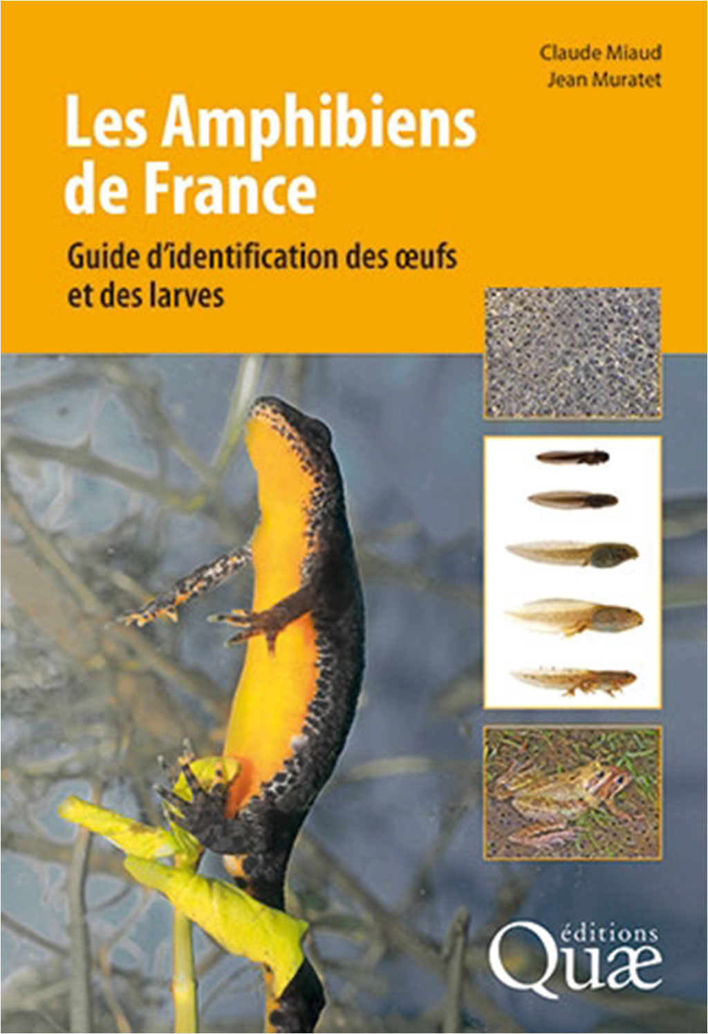 LES AMPHIBIENS DE FRANCE. GUIDE D'IDENTIFICATION DES OEUFS ET DES LARVES
