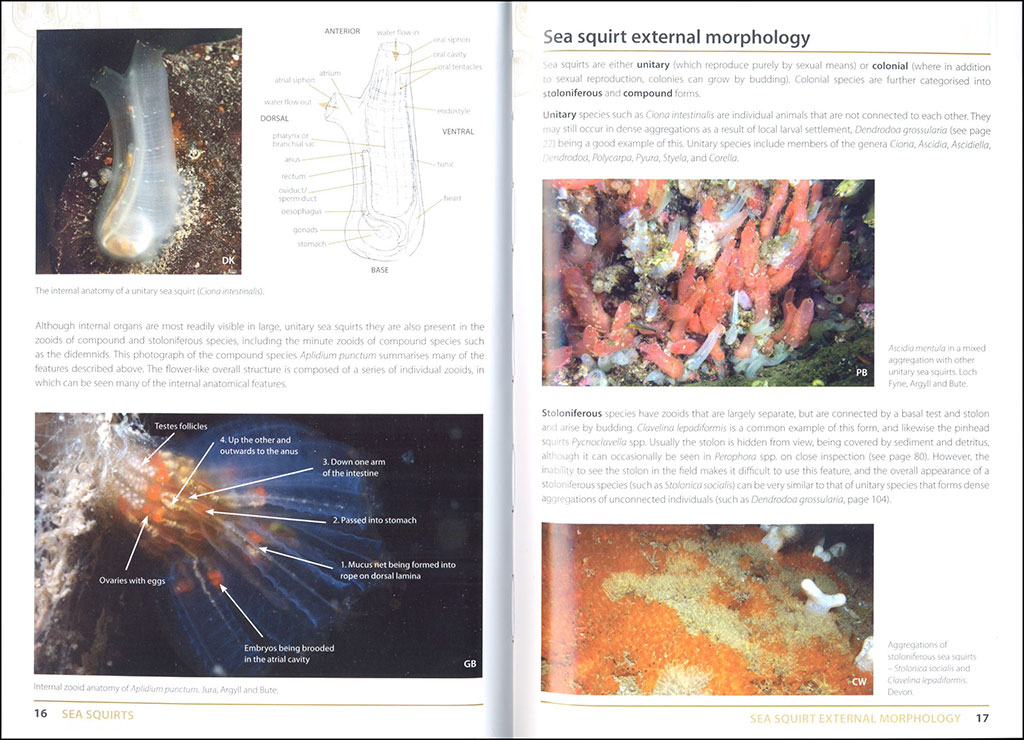 SEA SQUIRTS AND SPONGES OF BRITAIR AND IRELAND 2