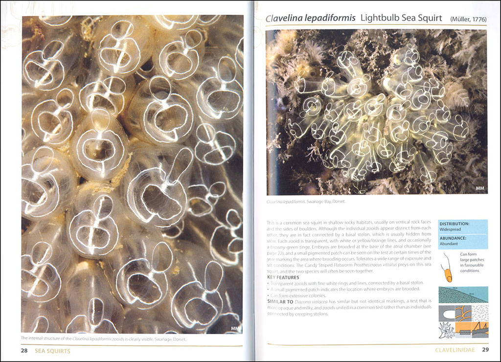 SEA SQUIRTS AND SPONGES OF BRITAIR AND IRELAND 3