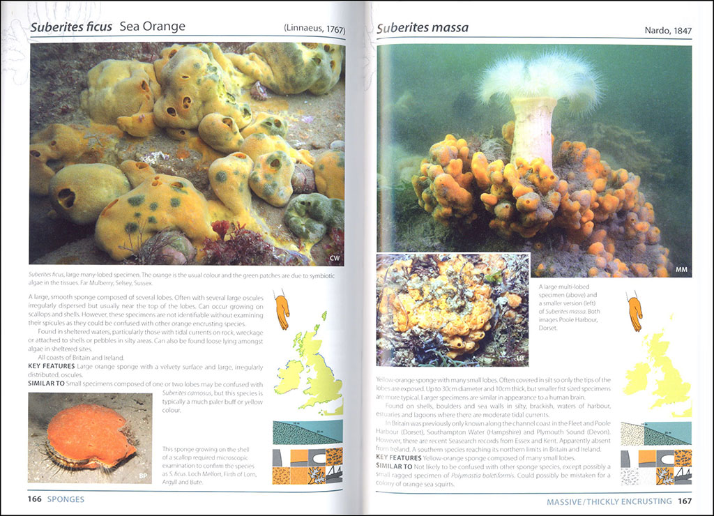 SEA SQUIRTS AND SPONGES OF BRITAIR AND IRELAND 4