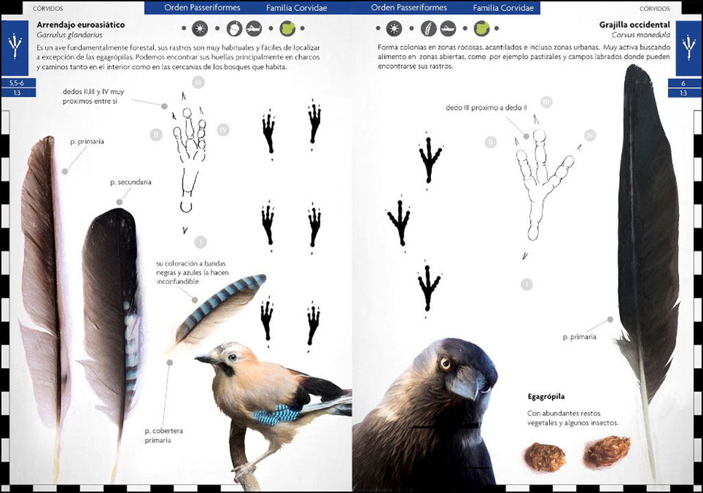 AVES QUE DEJAN HUELLA. RASTROS Y SEÑALES DE LA AVIFAUNA IBÉRICA  4