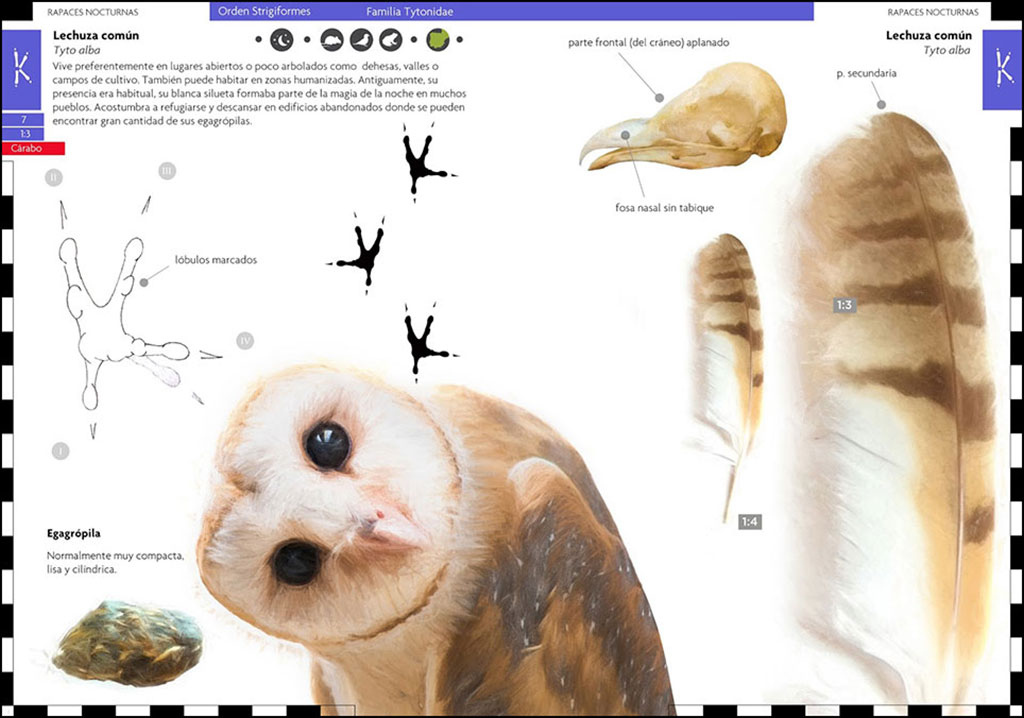 AVES QUE DEJAN HUELLA. RASTROS Y SEÑALES DE LA AVIFAUNA IBÉRICA  2