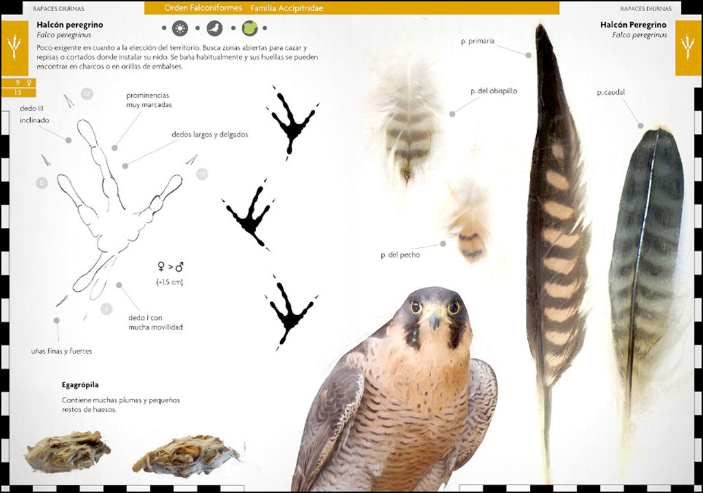 AVES QUE DEJAN HUELLA. RASTROS Y SEÑALES DE LA AVIFAUNA IBÉRICA  3