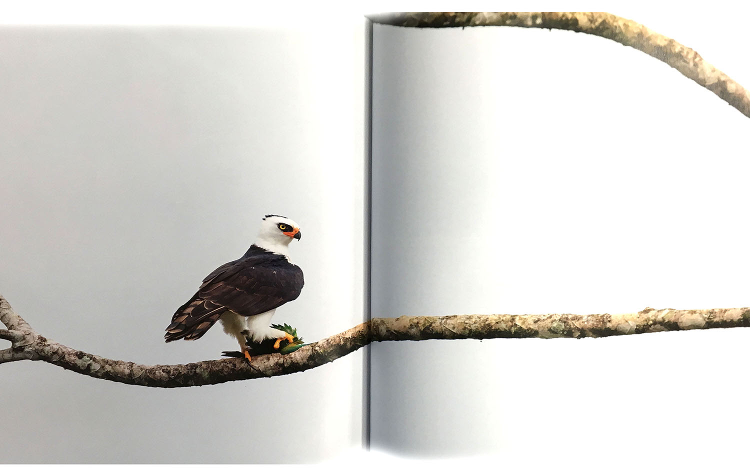 THE EMPIRE OF THE EAGLE: AN ILLUSTRATED NATURAL HISTORY 3