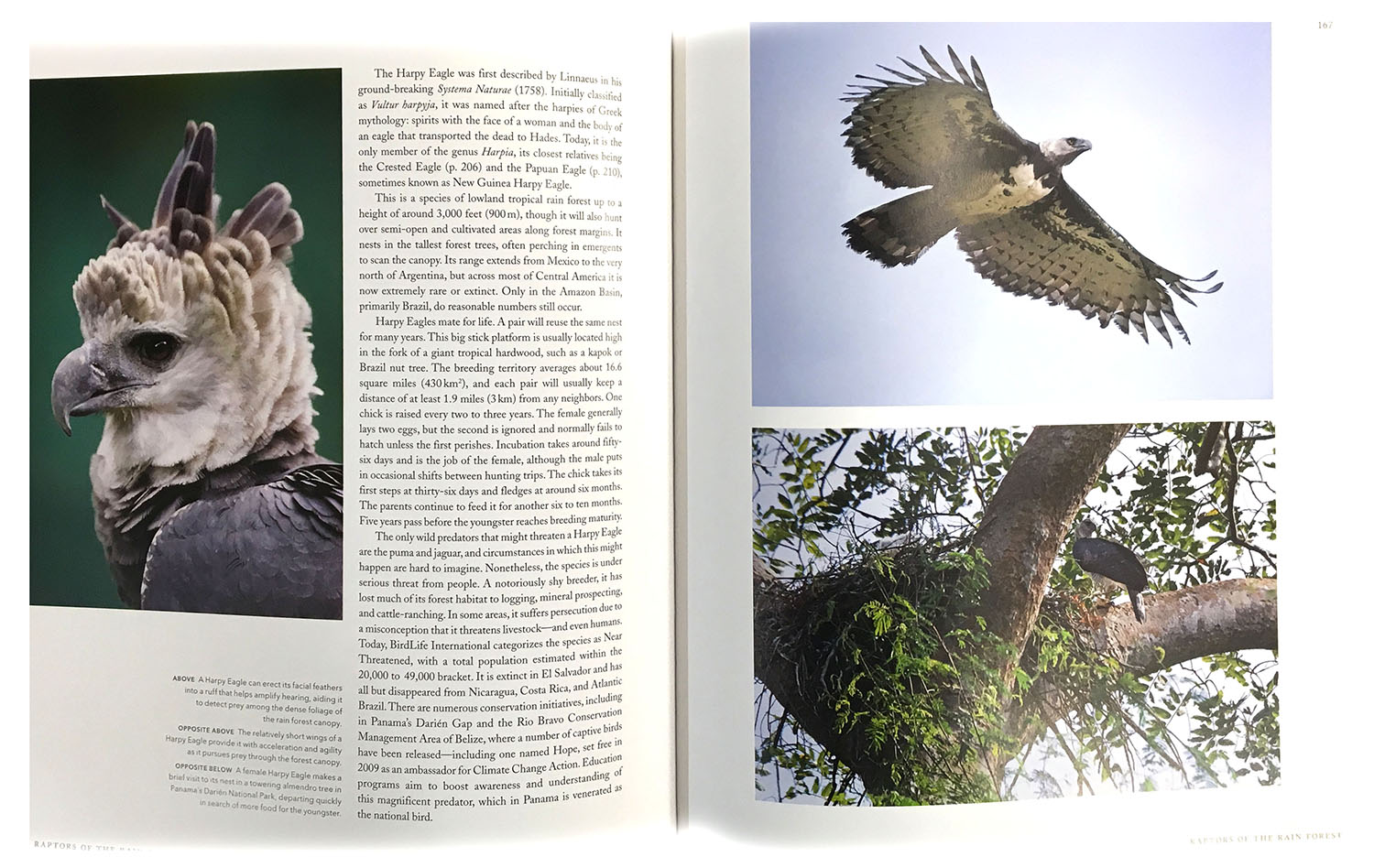 THE EMPIRE OF THE EAGLE: AN ILLUSTRATED NATURAL HISTORY 4