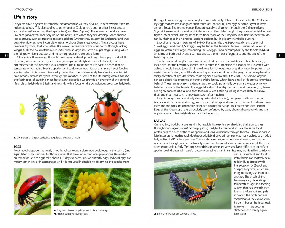 FIELD GUIDE TO THE LADYBIRDS OF BRITAIN AND IRELAND 2