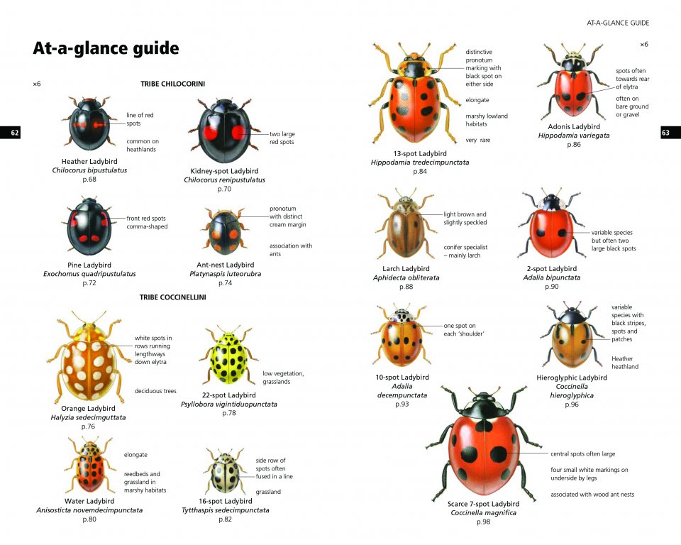 FIELD GUIDE TO THE LADYBIRDS OF BRITAIN AND IRELAND 3