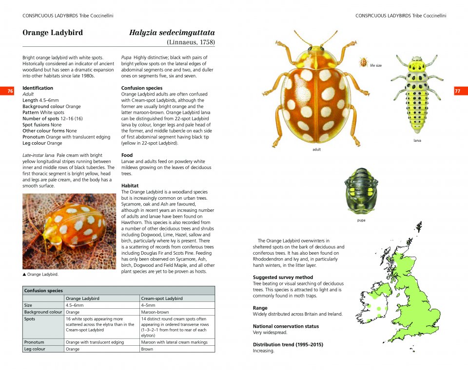 FIELD GUIDE TO THE LADYBIRDS OF BRITAIN AND IRELAND 4