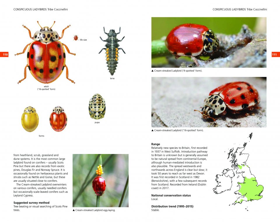 FIELD GUIDE TO THE LADYBIRDS OF BRITAIN AND IRELAND 5
