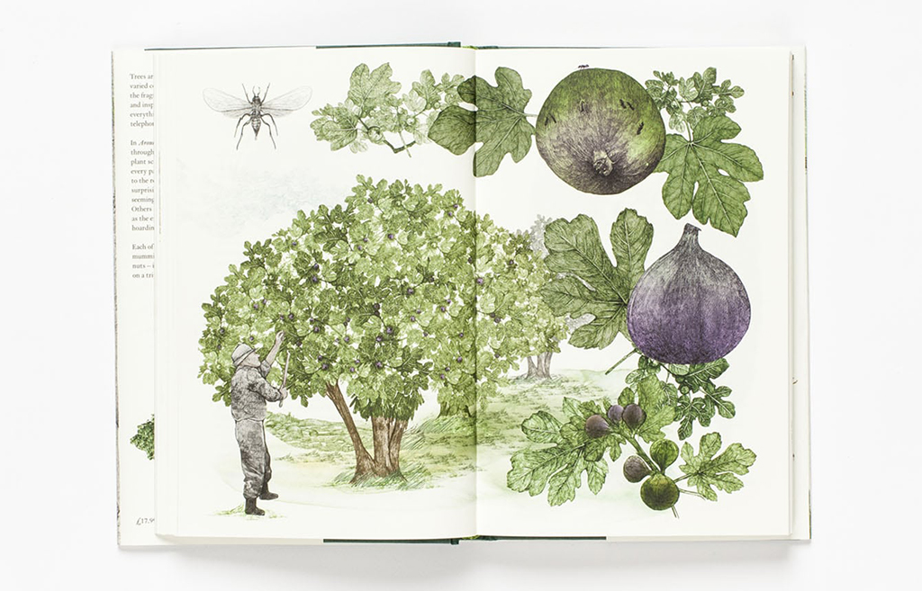 AROUND THE WORLD IN 80 TREES 3