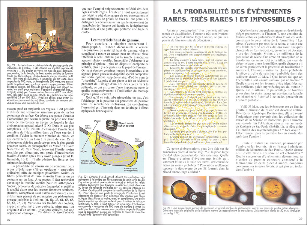 L'AMBRE. MIEL DE FORTUNE ET MÉMOIRE DE VIE 2