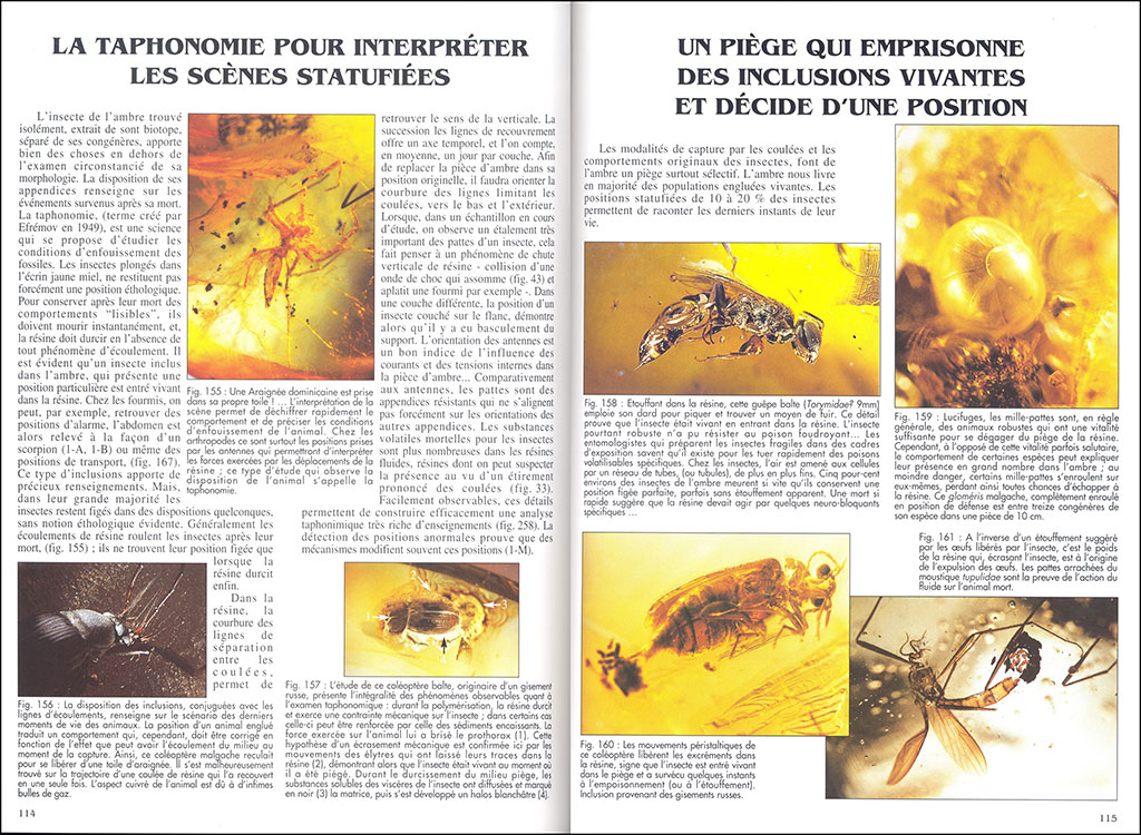 L'AMBRE. MIEL DE FORTUNE ET MÉMOIRE DE VIE 3