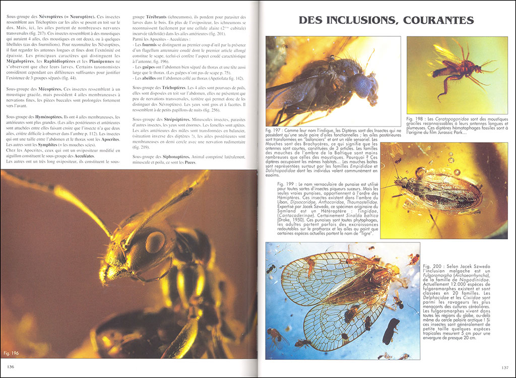 L'AMBRE. MIEL DE FORTUNE ET MÉMOIRE DE VIE 4