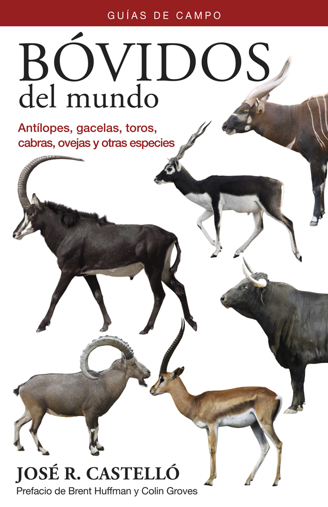 BÓVIDOS DEL MUNDO 1
