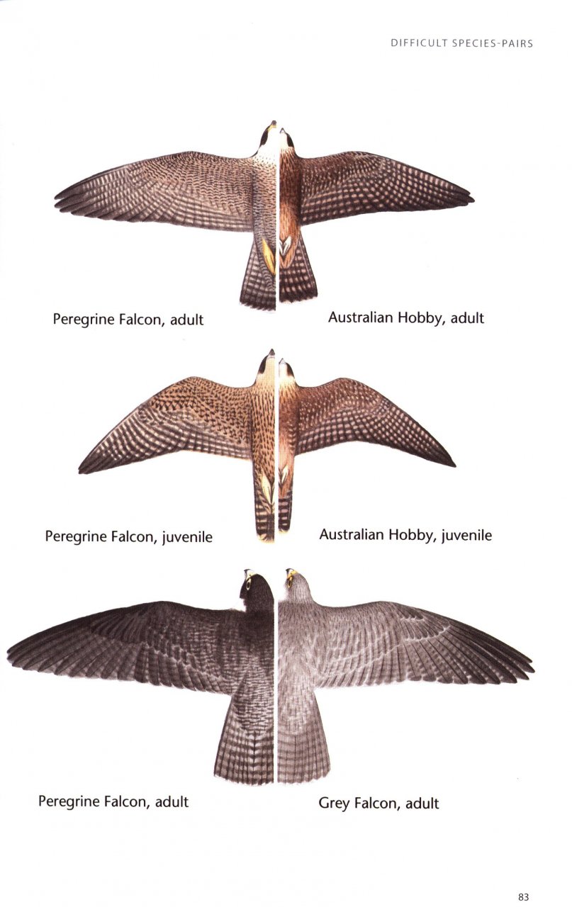 BIRDS OF PREY OF AUSTRALIA: A FIELD GUIDE 2
