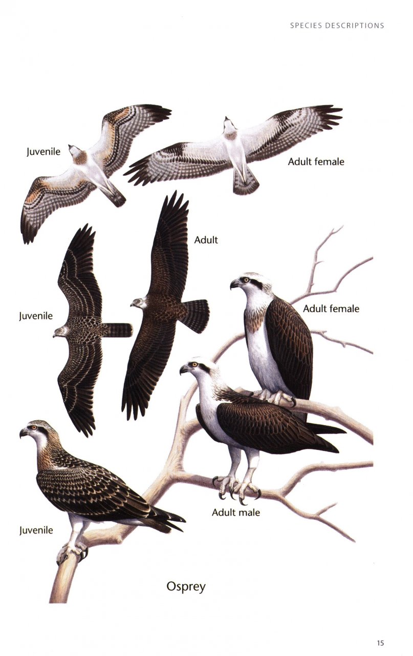 BIRDS OF PREY OF AUSTRALIA: A FIELD GUIDE 3