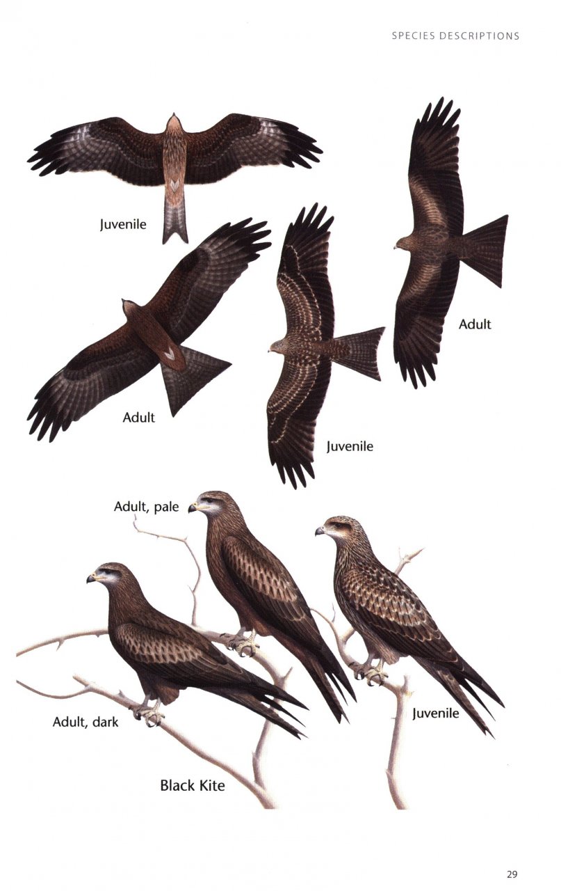 BIRDS OF PREY OF AUSTRALIA: A FIELD GUIDE 4
