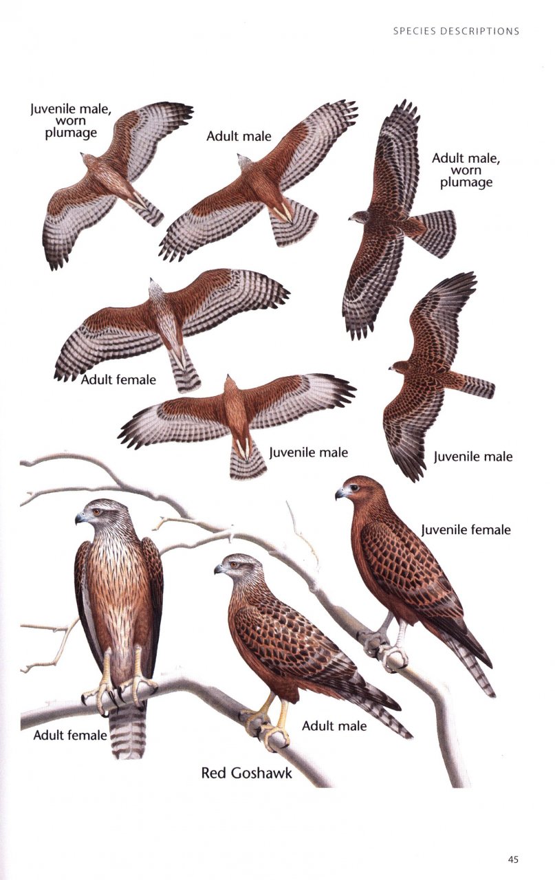 BIRDS OF PREY OF AUSTRALIA: A FIELD GUIDE 5