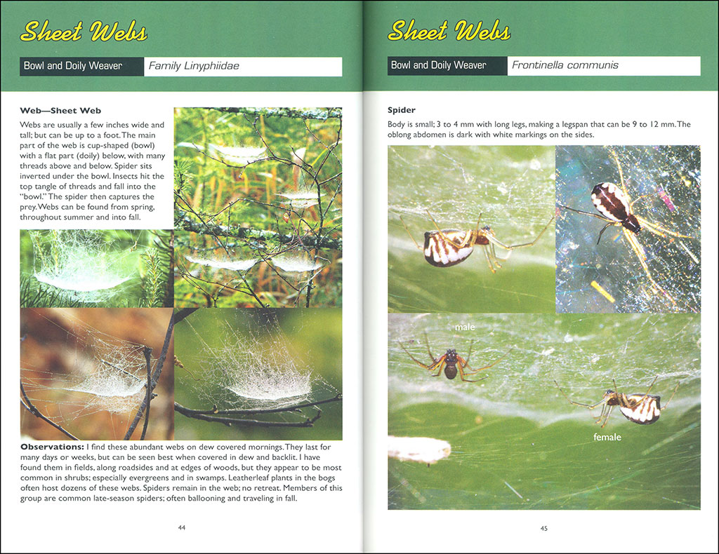 WEB WATCHING: A GUIDE TO WEBS & THE SPIDERS THAT MAKE THEM 3