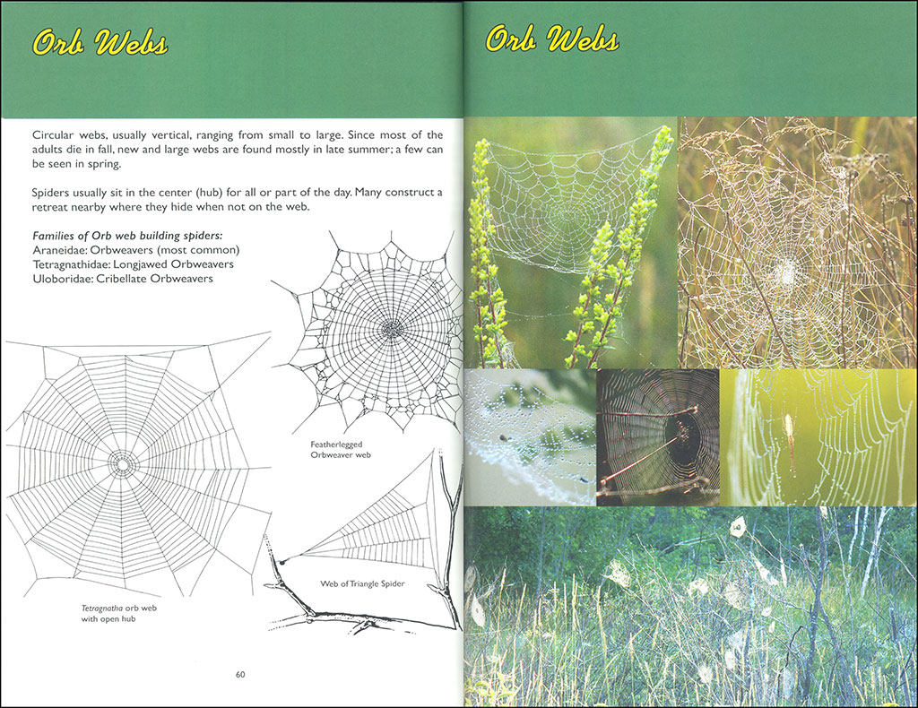 WEB WATCHING: A GUIDE TO WEBS & THE SPIDERS THAT MAKE THEM 4