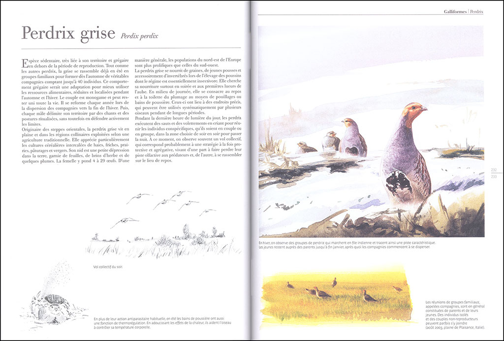 LE COMPORTEMENT DES OISEAUX D'EUROPE 2