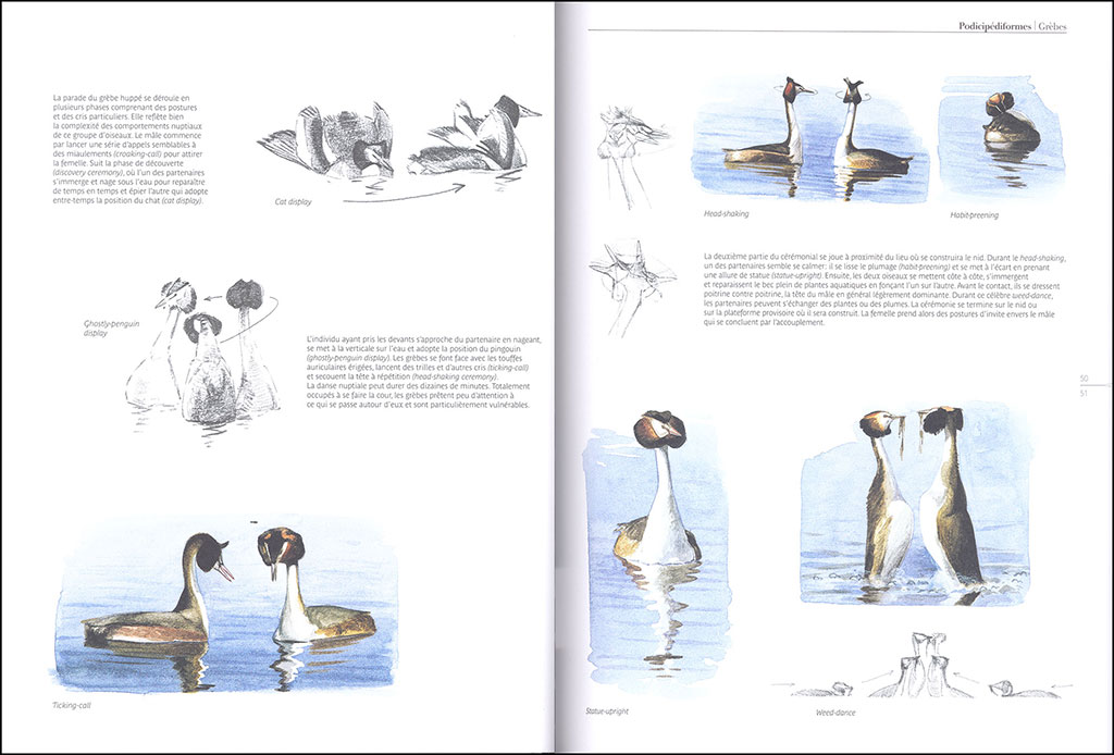 LE COMPORTEMENT DES OISEAUX D'EUROPE 3