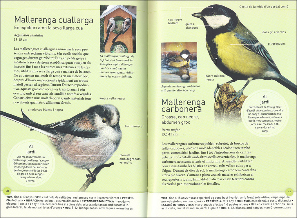 ELS OCELLS DEL JARDÍ A MIDA REAL 2