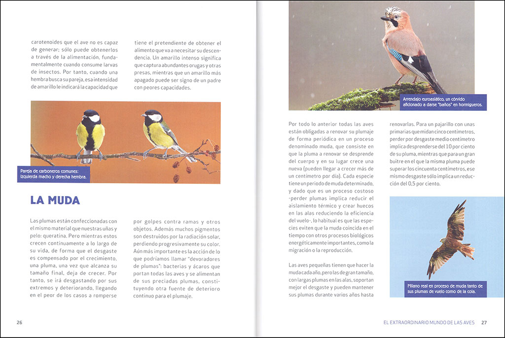 EL EXTRAORDINARIO MUNDO DE LAS AVES 2