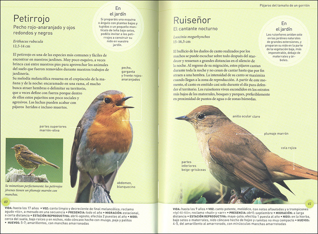 LOS PÁJAROS DEL JARDÍN A TAMAÑO REAL 2