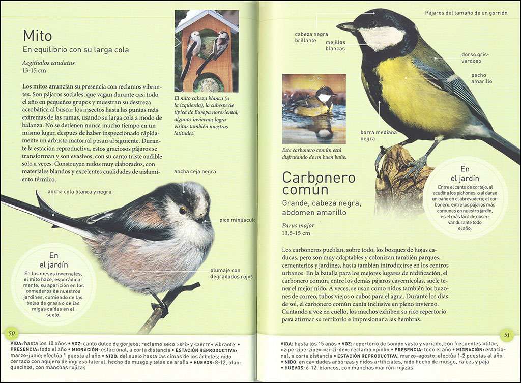 LOS PÁJAROS DEL JARDÍN A TAMAÑO REAL 3