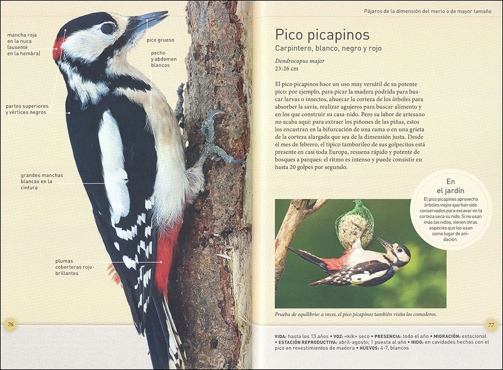 LOS PÁJAROS DEL JARDÍN A TAMAÑO REAL 4