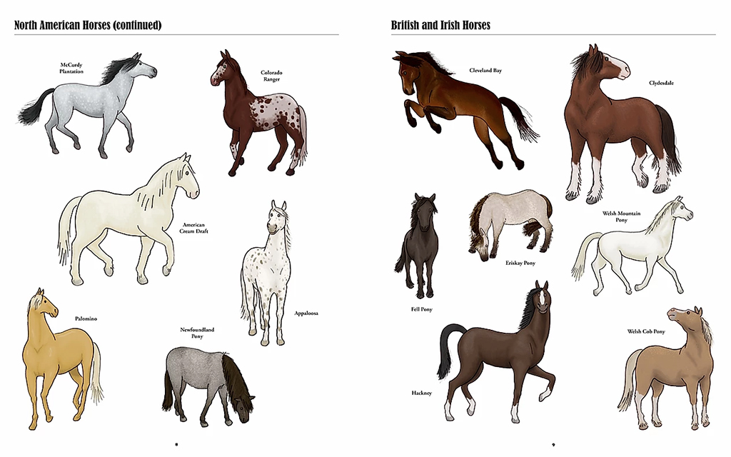 BIG HORSES, LITTLE HORSES. A VISUAL GUIDE TO THE WORLD'S HORSES AND PONIES 2