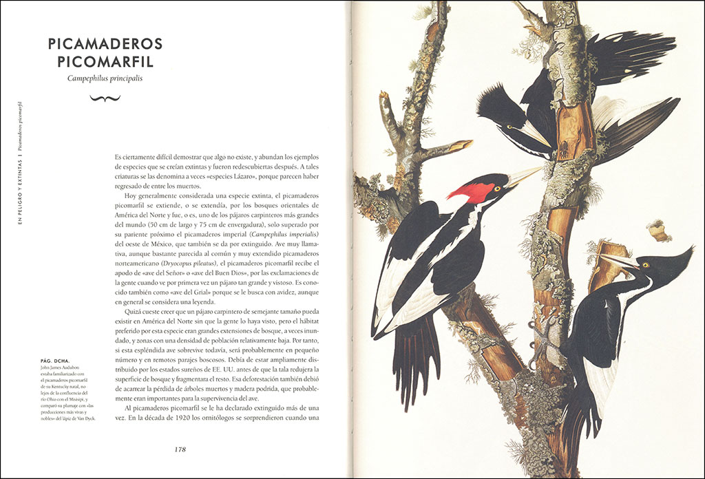 AVES EXTRAORDINARIAS 3