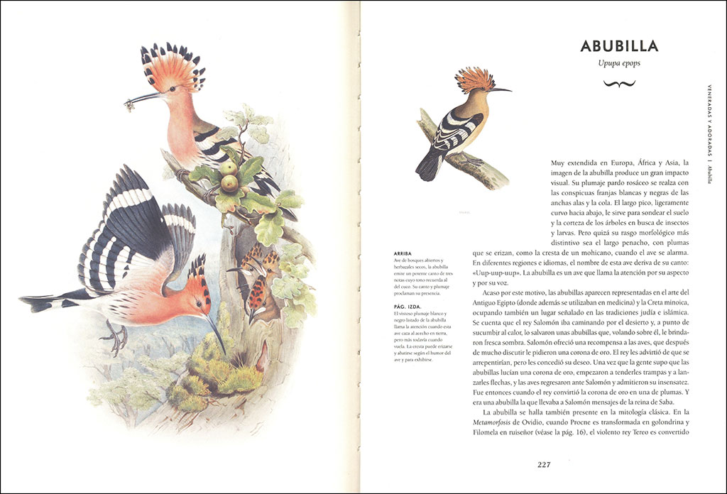 AVES EXTRAORDINARIAS 4