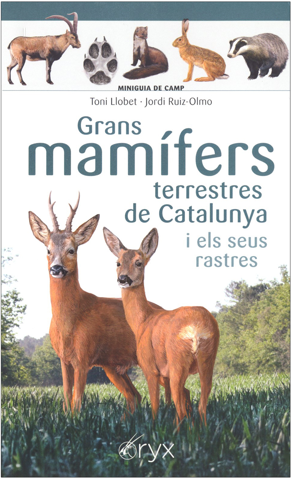GRANS MAMÍFERS TERRESTRES DE CATALUNYA I ELS SEUS RASTRES. MINIGUIA DE CAMP 1
