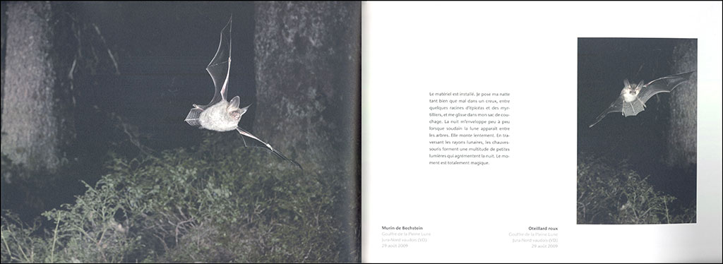 BALLET NOCTURNE. UN REGARD SUR LES CHAUVES- SOURIS DE L'ARC JURASSIEN 2