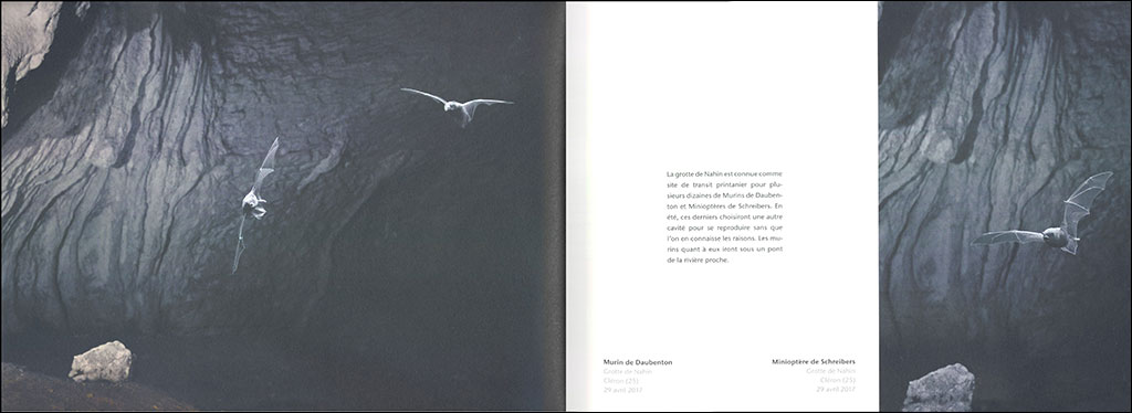 BALLET NOCTURNE. UN REGARD SUR LES CHAUVES- SOURIS DE L'ARC JURASSIEN 3