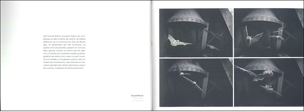 BALLET NOCTURNE. UN REGARD SUR LES CHAUVES- SOURIS DE L'ARC JURASSIEN 4