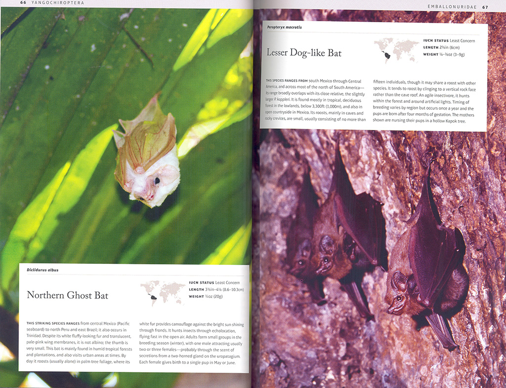 BATS: AN ILLUSTRATED GUIDE TO ALL SPECIES 2