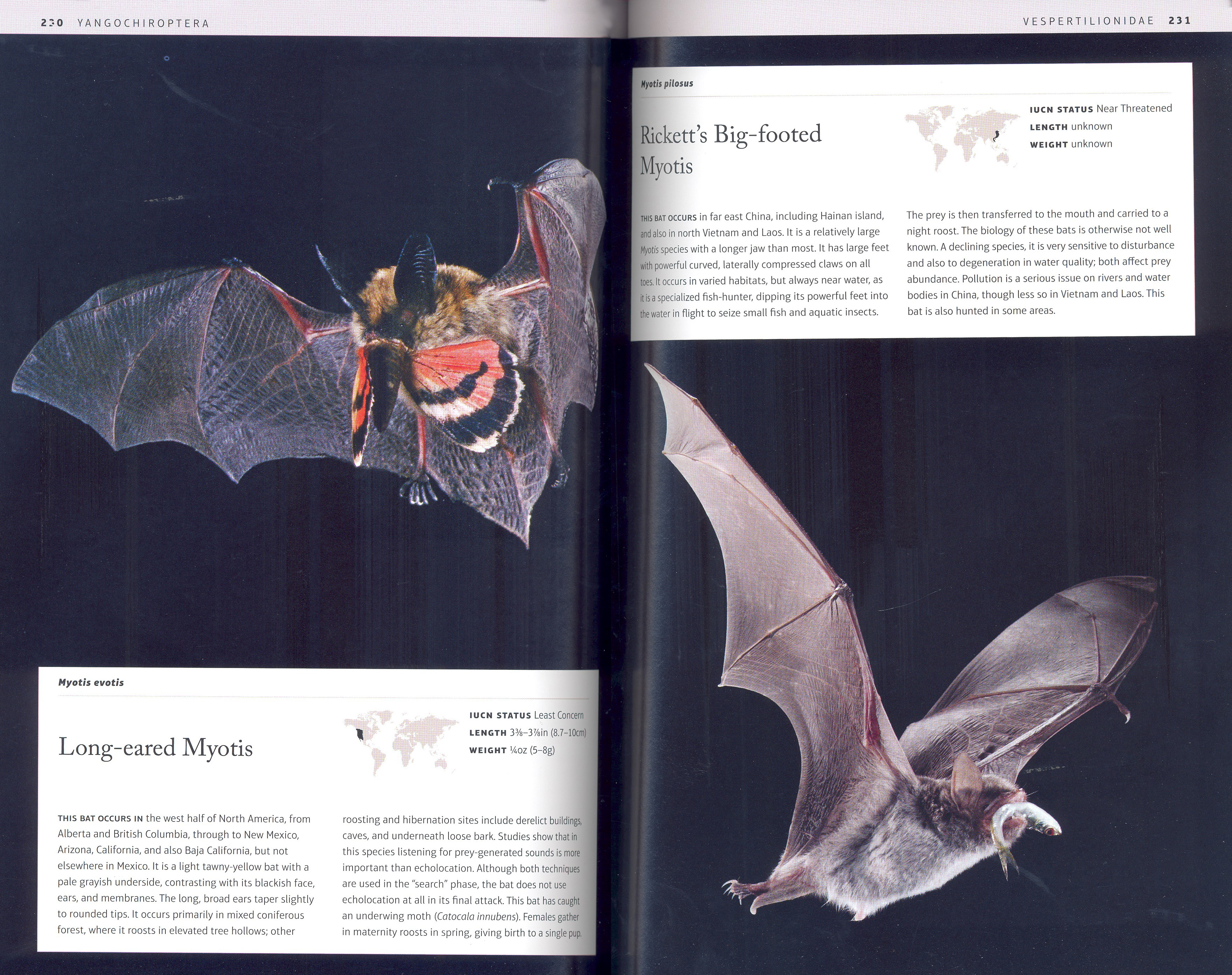 BATS: AN ILLUSTRATED GUIDE TO ALL SPECIES 3