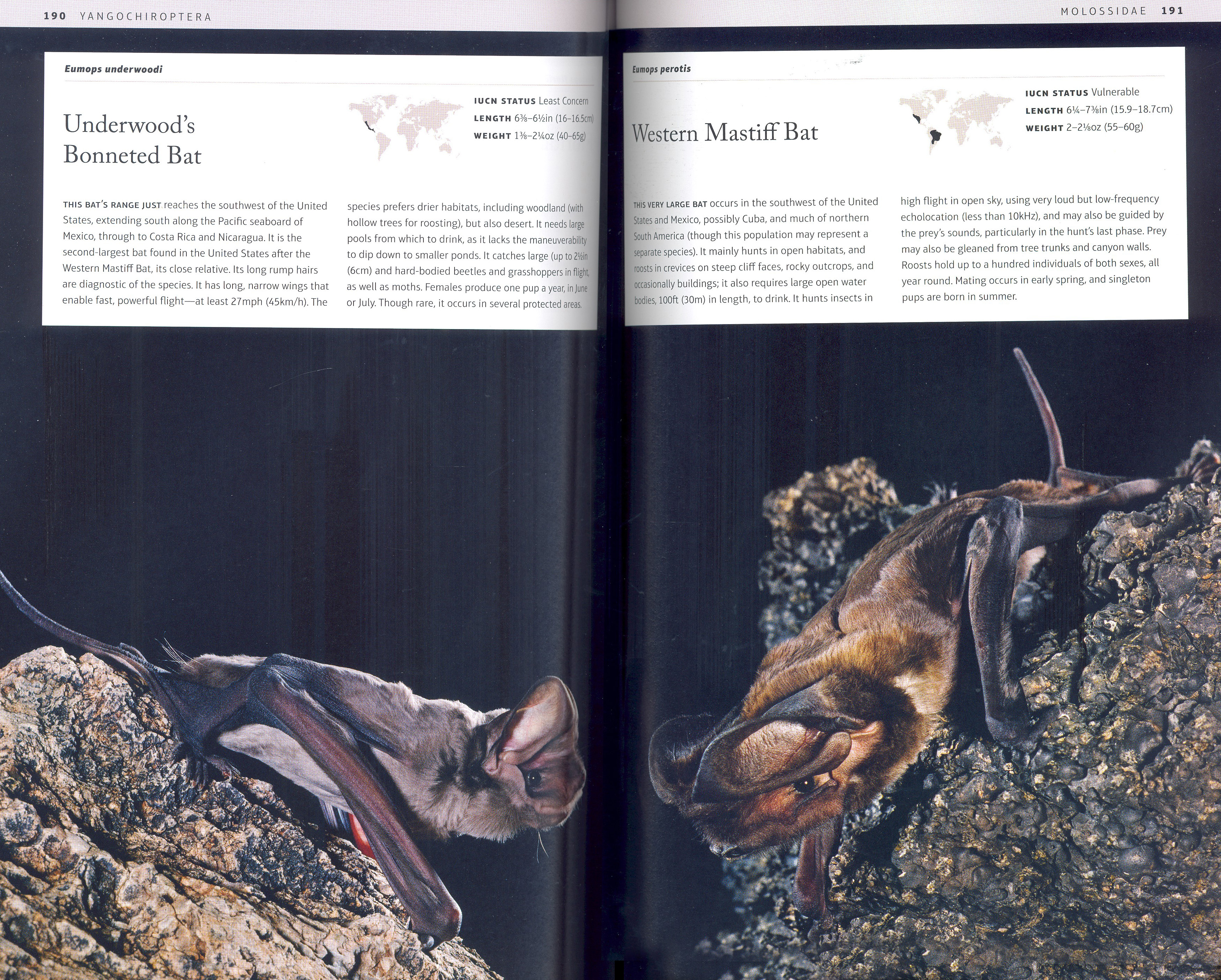 BATS: AN ILLUSTRATED GUIDE TO ALL SPECIES 4