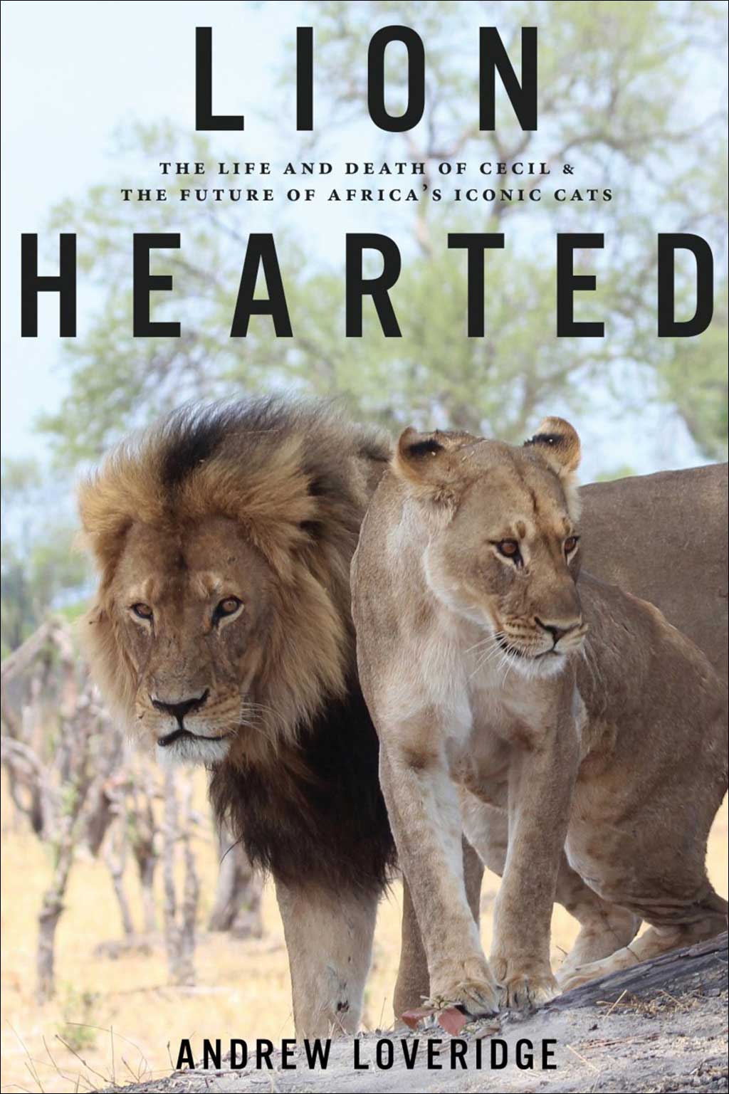LION HEARTED. THE LIFE AND DEATH OF CECIL & THE FUTURE OF AFRICA ICONIC CATS