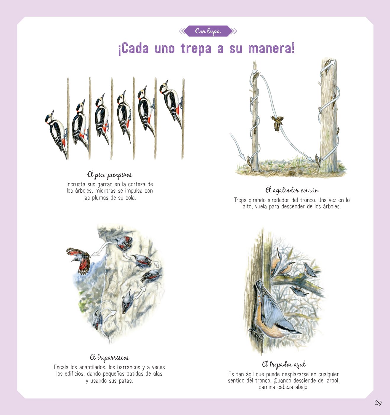 EL LIBRO DE LOS PÁJAROS 3