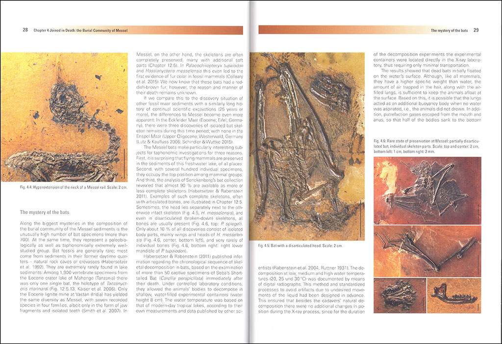 MESSEL: AN ANCIENT GREENHOUSE ECOSYSTEM 2