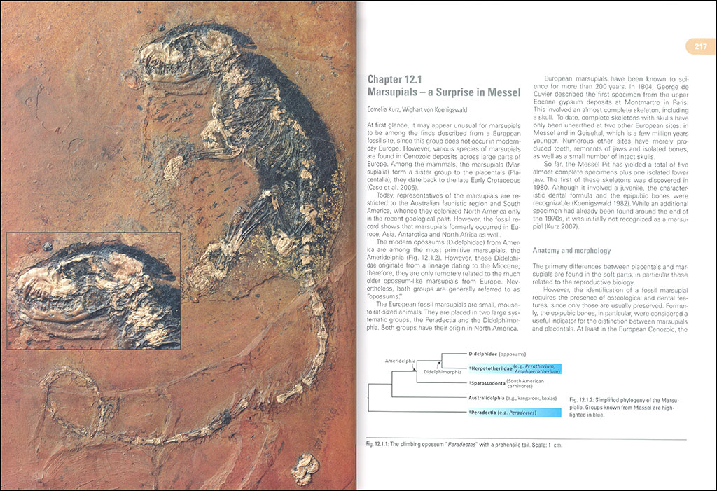 MESSEL: AN ANCIENT GREENHOUSE ECOSYSTEM 4