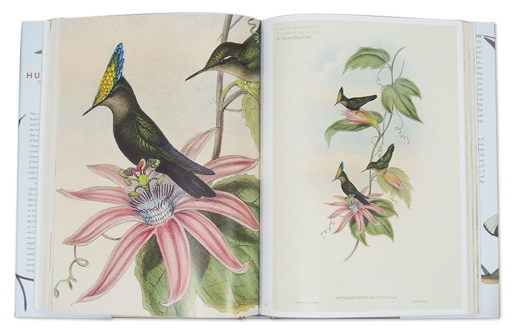 THE FAMILY OF HUMMINGBIRDS 2