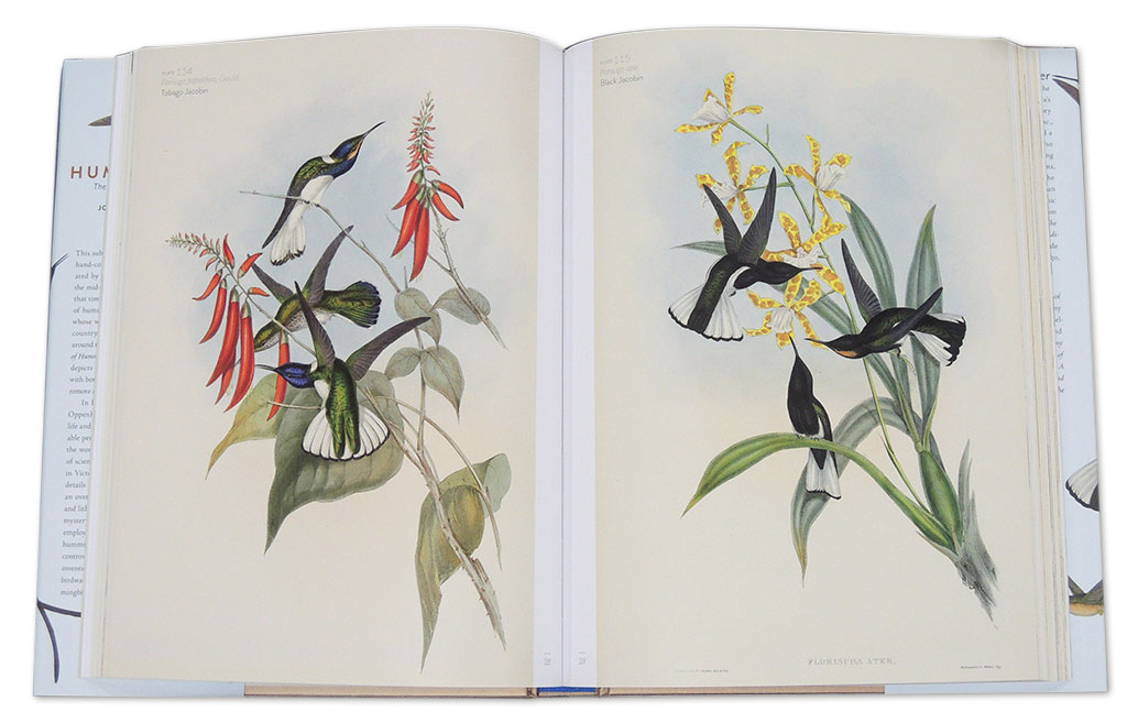 THE FAMILY OF HUMMINGBIRDS 3