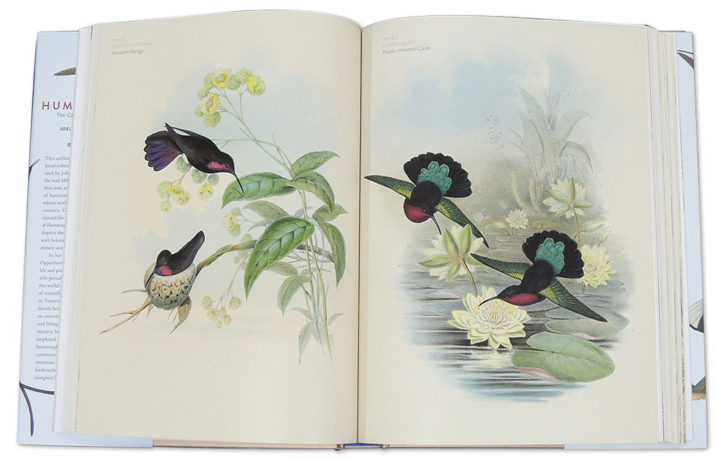THE FAMILY OF HUMMINGBIRDS 4